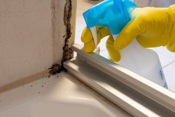 Best Residential Mold Remediation in New Oxford, PA