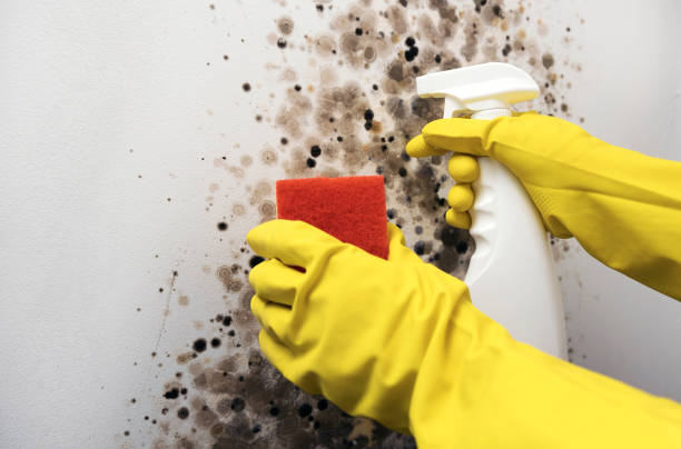 Best Insurance-Related Mold Remediation in New Oxford, PA